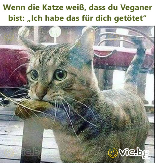 Wenn die Katze weiß, dass du Veganer bist: „Ich habe das für dich getötet“