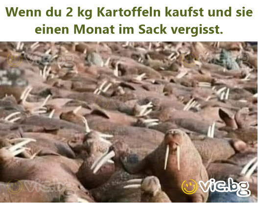 Wenn du 2 kg Kartoffeln kaufst und sie einen Monat im Sack vergisst.