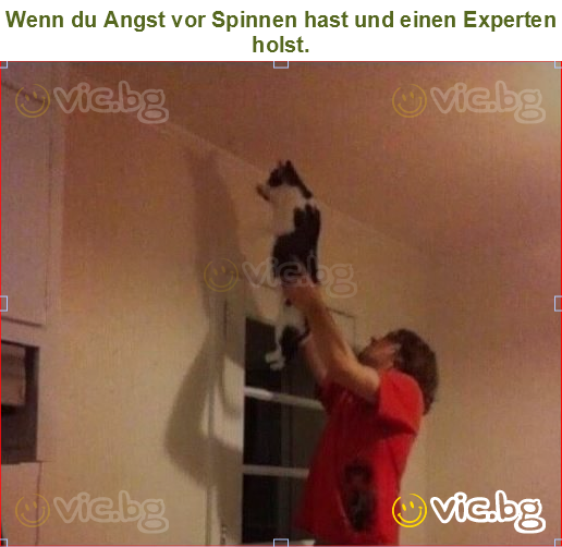 Wenn du Angst vor Spinnen hast und einen Experten holst.