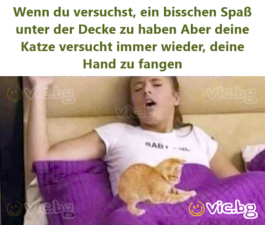 Wenn du versuchst, ein bisschen Spaß unter der Decke zu haben Aber deine Katze versucht immer wieder, deine Hand zu fangen