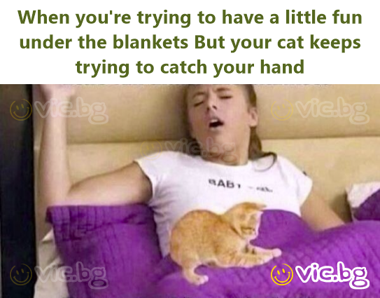 Wenn du versuchst, ein bisschen Spaß unter der Decke zu haben Aber deine Katze versucht immer wieder, deine Hand zu fangen