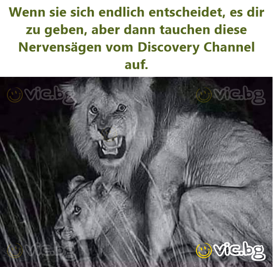 Wenn sie sich endlich entscheidet, es dir zu geben, aber dann tauchen diese Nervensägen vom Discovery Channel auf.