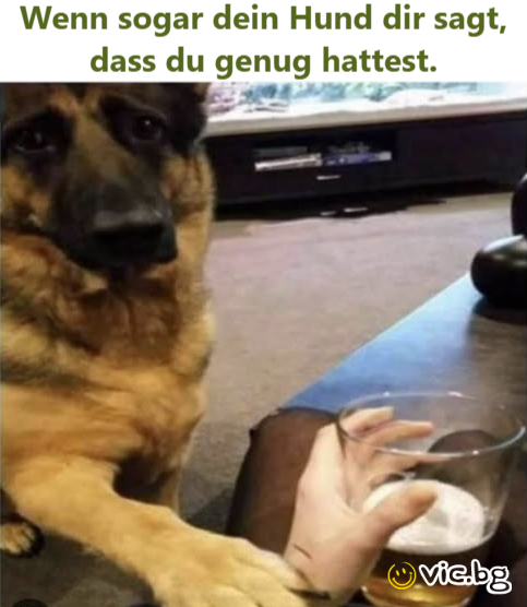 Wenn sogar dein Hund dir sagt, dass du genug hattest.