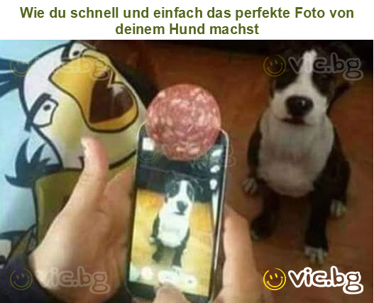 Wie du schnell und einfach das perfekte Foto von deinem Hund machst