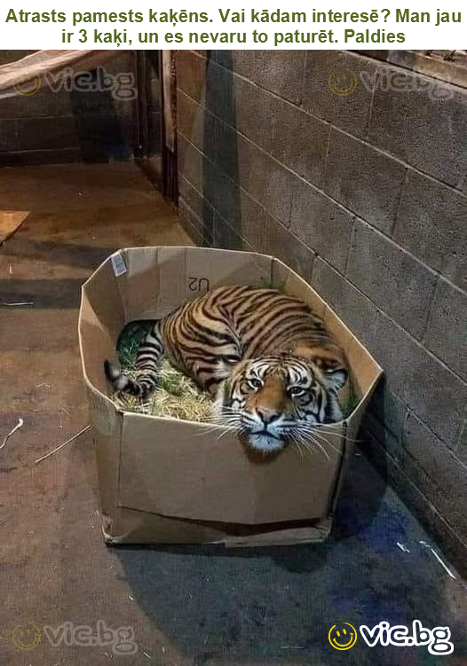 Atrasts pamests kaķēns. Vai kādam interesē? Man jau ir 3 kaķi, un es nevaru to paturēt. Paldies