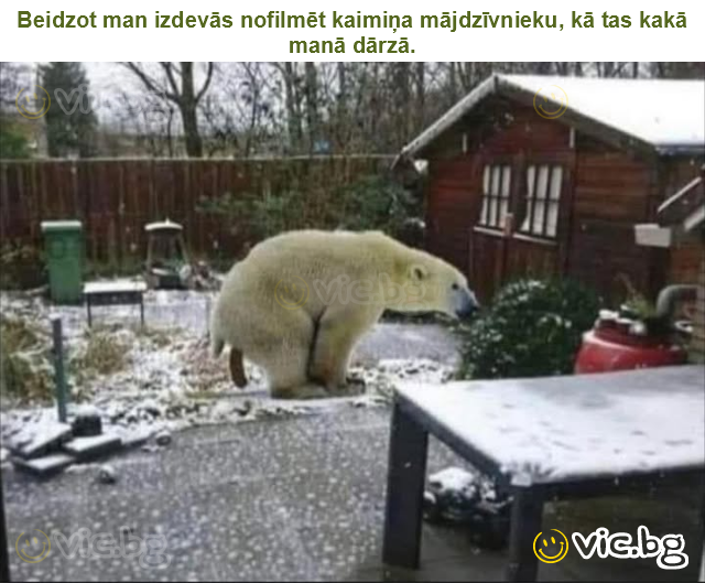 Beidzot man izdevās nofilmēt kaimiņa mājdzīvnieku, kā tas kakā manā dārzā.