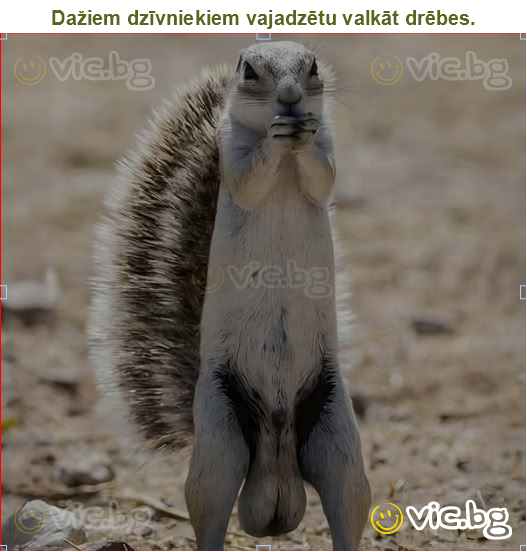 Dažiem dzīvniekiem vajadzētu valkāt drēbes.