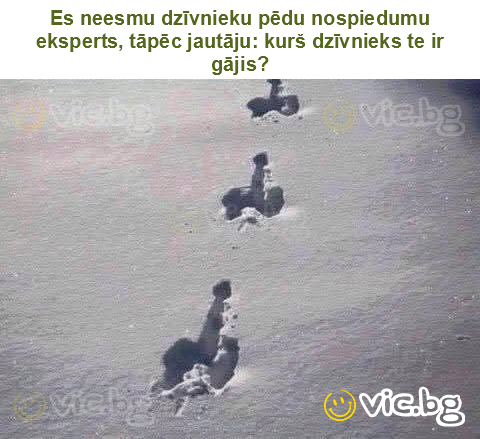 Es neesmu dzīvnieku pēdu nospiedumu eksperts, tāpēc jautāju: kurš dzīvnieks te ir gājis?