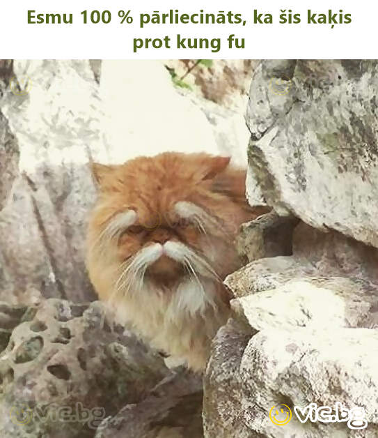 Esmu 100 % pārliecināts, ka šis kaķis prot kung fu