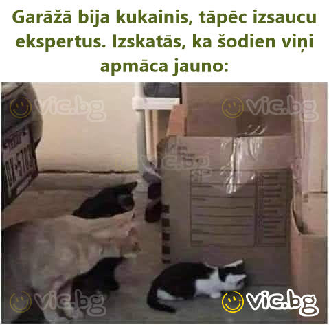 Garāžā bija kukainis, tāpēc izsaucu ekspertus. Izskatās, ka šodien viņi apmāca jauno: