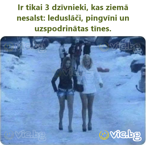 Ir tikai 3 dzīvnieki, kas ziemā nesalst: leduslāči, pingvīni un uzspodrinātas tīnes.