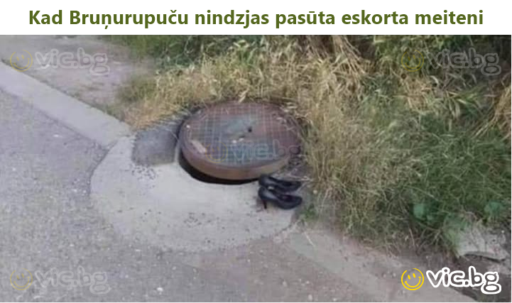 Kad Bruņurupuču nindzjas pasūta eskorta meiteni