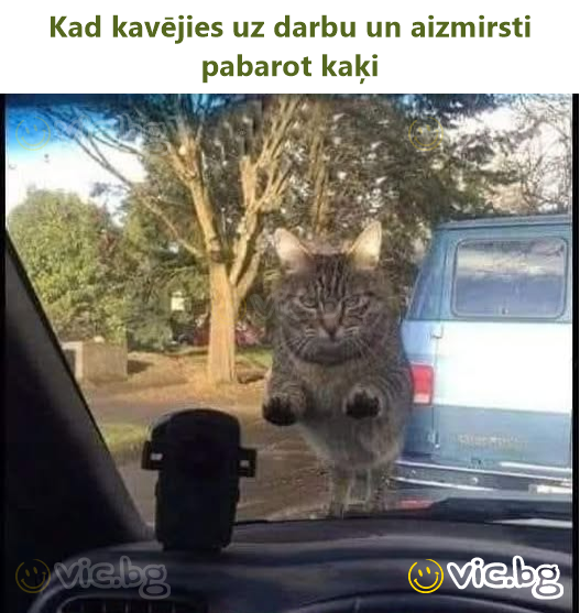 Kad kavējies uz darbu un aizmirsti pabarot kaķi