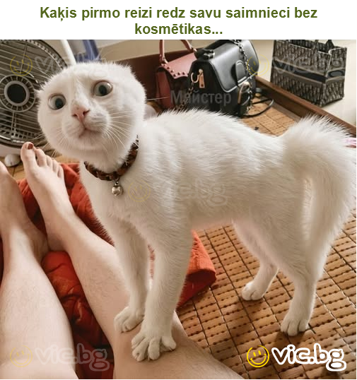 Kaķis pirmo reizi redz savu saimnieci bez kosmētikas...