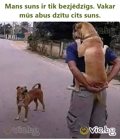 Mans suns ir tik bezjēdzīgs. Vakar mūs abus dzītu cits suns.