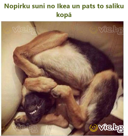 Nopirku suni no Ikea un pats to saliku kopā