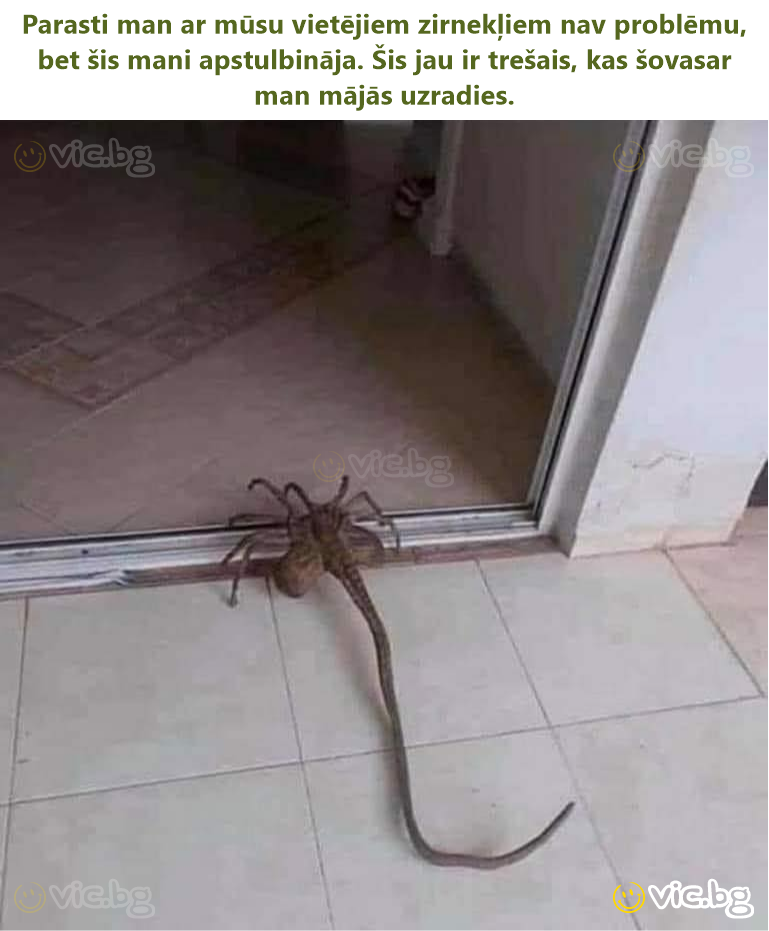 Parasti man ar mūsu vietējiem zirnekļiem nav problēmu, bet šis mani apstulbināja. Šis jau ir trešais, kas šovasar man mājās uzradies.