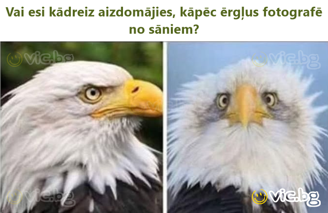 Vai esi kādreiz aizdomājies, kāpēc ērgļus fotografē no sāniem?