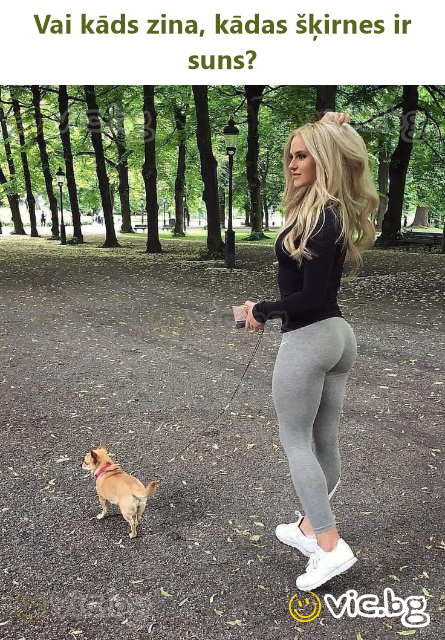 Vai kāds zina, kādas šķirnes ir suns?