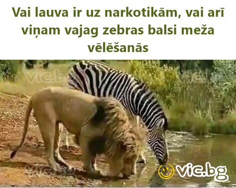 Vai lauva ir uz narkotikām, vai arī viņam vajag zebras balsi meža vēlēšanās