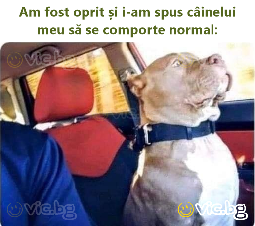 Am fost oprit și i-am spus câinelui meu să se comporte normal: