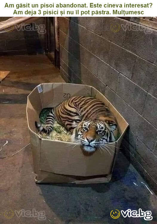 Am găsit un pisoi abandonat. Este cineva interesat? Am deja 3 pisici și nu îl pot păstra. Mulțumesc