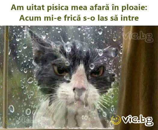 Am uitat pisica mea afară în ploaie: Acum mi-e frică s-o las să intre
