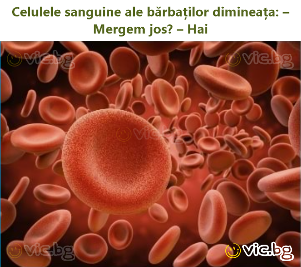 Celulele sanguine ale bărbaților dimineața: – Mergem jos? – Hai