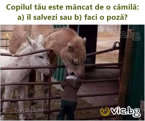 Copilul tău este mâncat de o cămilă: a) îl salvezi sau b) faci o poză?