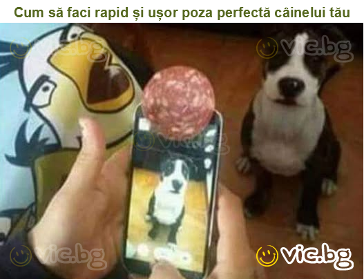 Cum să faci rapid și ușor poza perfectă câinelui tău