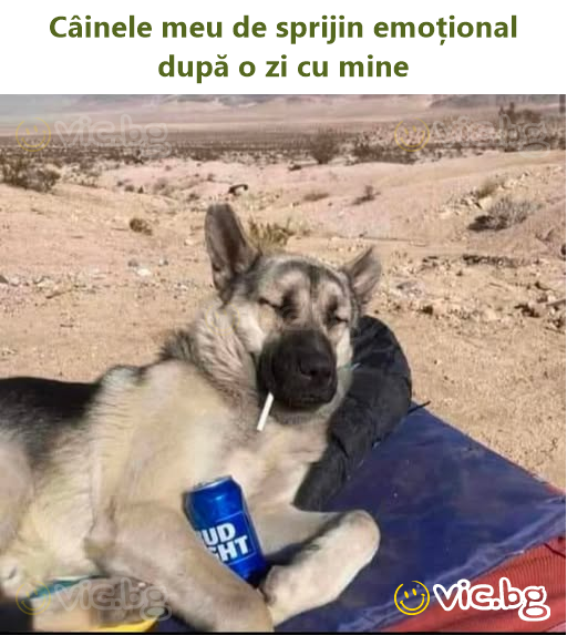 Câinele meu de sprijin emoțional după o zi cu mine