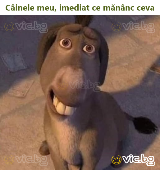 Câinele meu, imediat ce mănânc ceva