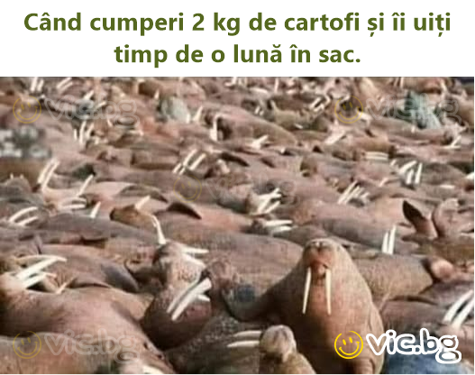 Când cumperi 2 kg de cartofi și îi uiți timp de o lună în sac.