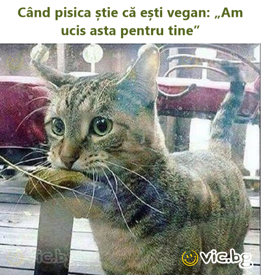 Când pisica știe că ești vegan: „Am ucis asta pentru tine”