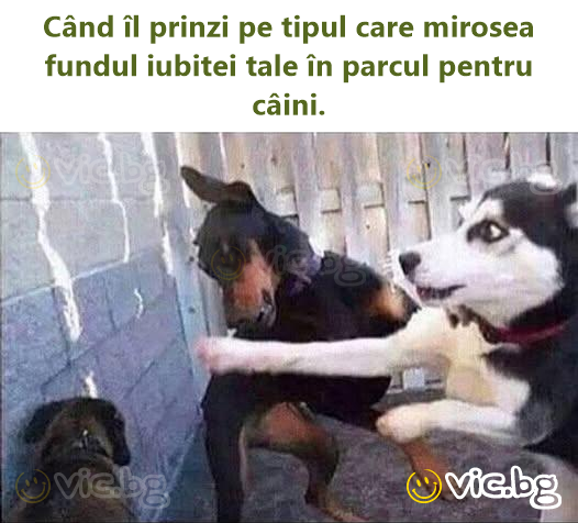 Când îl prinzi pe tipul care mirosea fundul iubitei tale în parcul pentru câini.