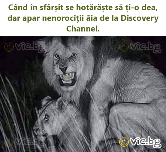Când în sfârșit se hotărăște să ți-o dea, dar apar nenorociții ăia de la Discovery Channel.