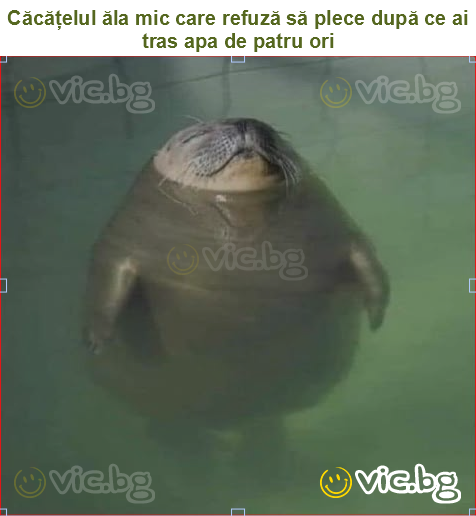 Căcățelul ăla mic care refuză să plece după ce ai tras apa de patru ori