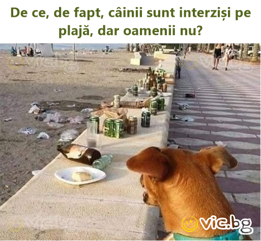 De ce, de fapt, câinii sunt interziși pe plajă, dar oamenii nu?