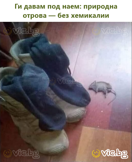 De închiriat: otravă naturală – fără substanțe chimice