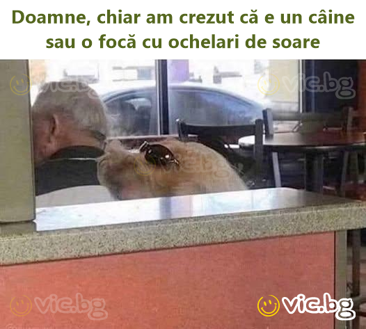 Doamne, chiar am crezut că e un câine sau o focă cu ochelari de soare