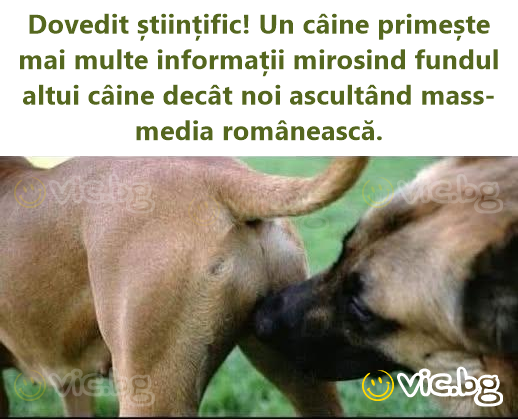 Dovedit științific! Un câine primește mai multe informații mirosind fundul altui câine decât noi ascultând mass-media românească.
