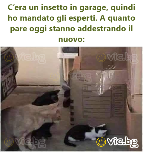 Era o insectă în garaj, așa că am trimis experții. Se pare că azi îl instruiesc pe noul venit: