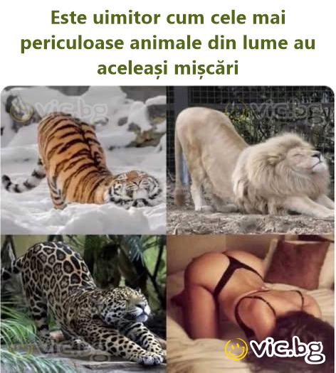 Este uimitor cum cele mai periculoase animale din lume au aceleași mișcări