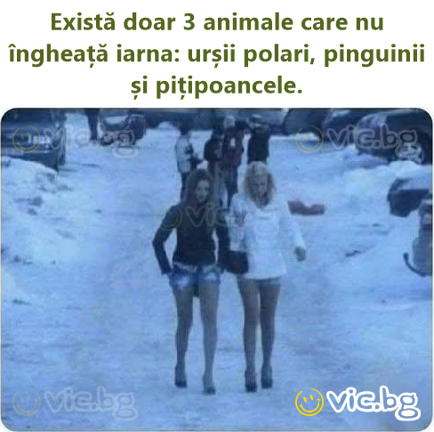 Există doar 3 animale care nu îngheață iarna: urșii polari, pinguinii și pițipoancele.