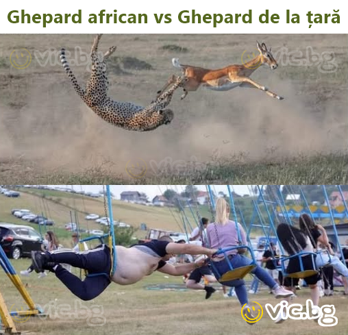Ghepard african vs Ghepard de la țară