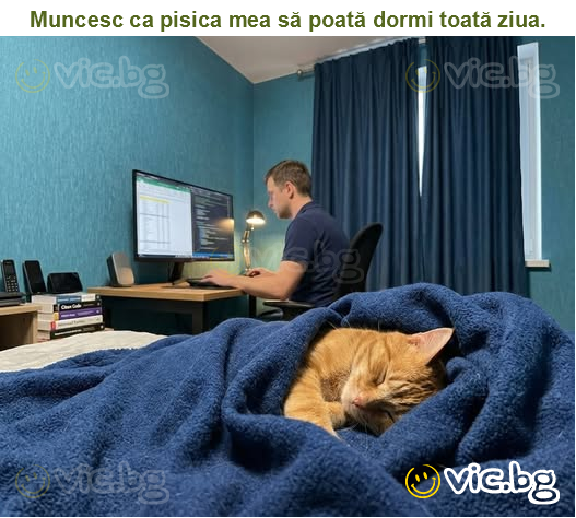 Muncesc ca pisica mea să poată dormi toată ziua.