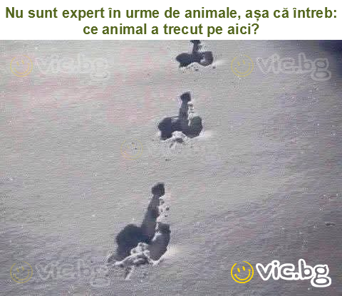 Nu sunt expert în urme de animale, așa că întreb: ce animal a trecut pe aici?