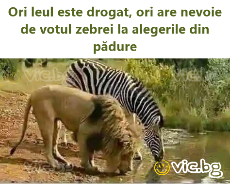 Ori leul este drogat, ori are nevoie de votul zebrei la alegerile din pădure