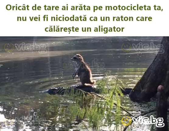 Oricât de tare ai arăta pe motocicleta ta, nu vei fi niciodată ca un raton care călărește un aligator