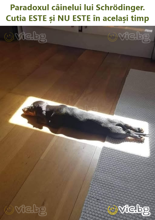 Paradoxul câinelui lui Schrödinger. Cutia ESTE și NU ESTE în același timp